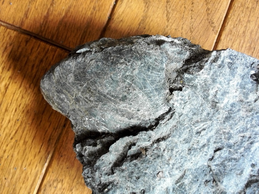 化石発掘体験地で発掘した貝の化石