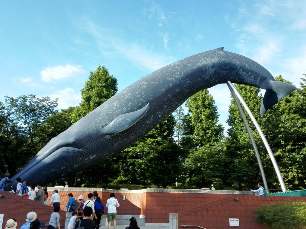 国立科学博物館　シロナガスクジラ