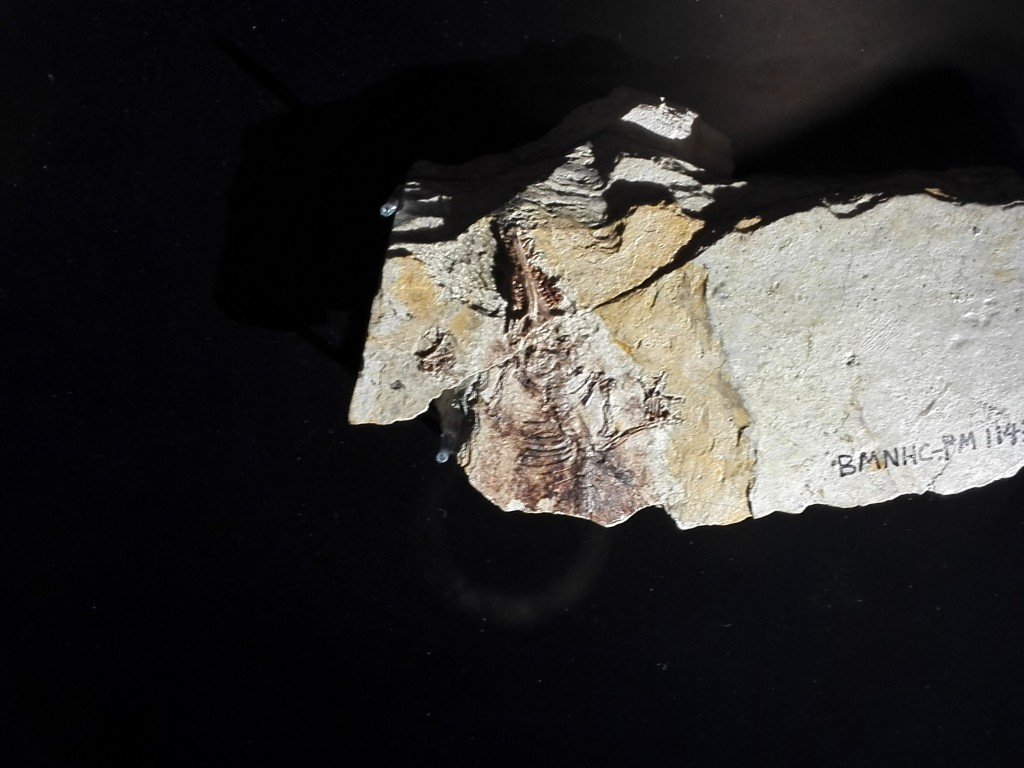国立科学博物館　生命大躍進展　ほ乳類ジュラマイア化石