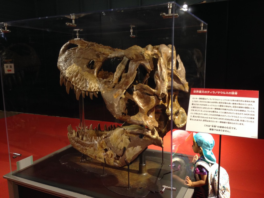 ヨコハマ恐竜展２０１４　ティラノサウルス頭骨実物化石