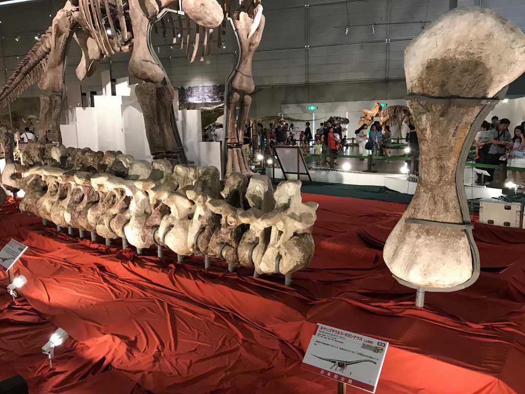 ルヤンゴサウルス　実物化石