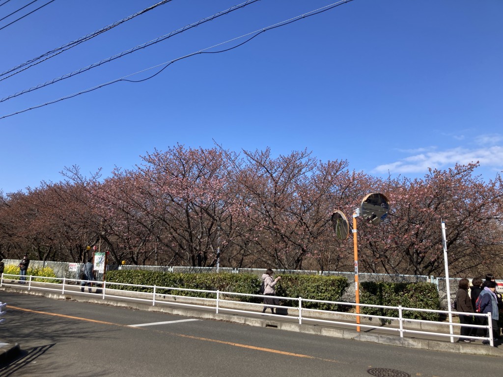 三浦桜まつり