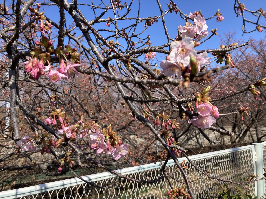 三浦桜まつり　少しだけ開花