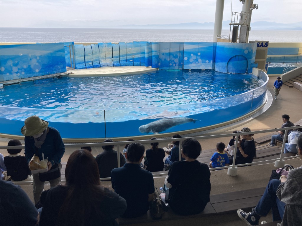 江の島水族館 イルカショープール