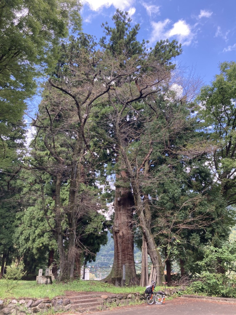 湯沢　諏訪社　大杉