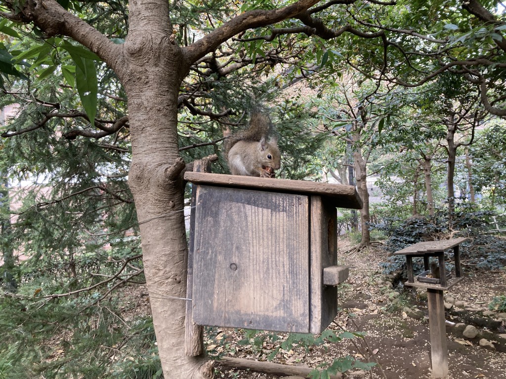 井の頭自然文化園 りす