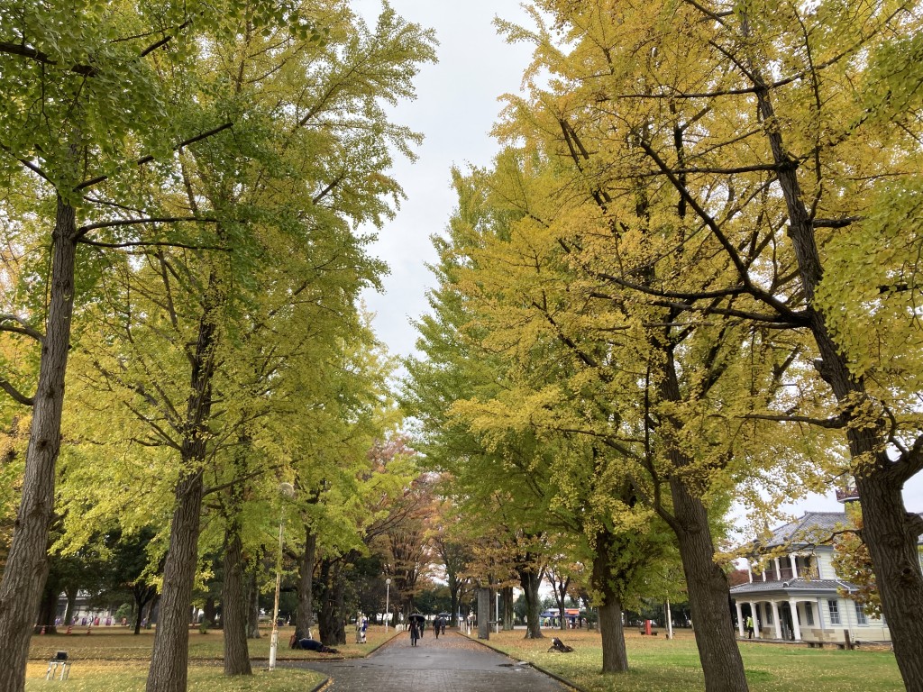 茨城県立歴史館 イチョウ並木