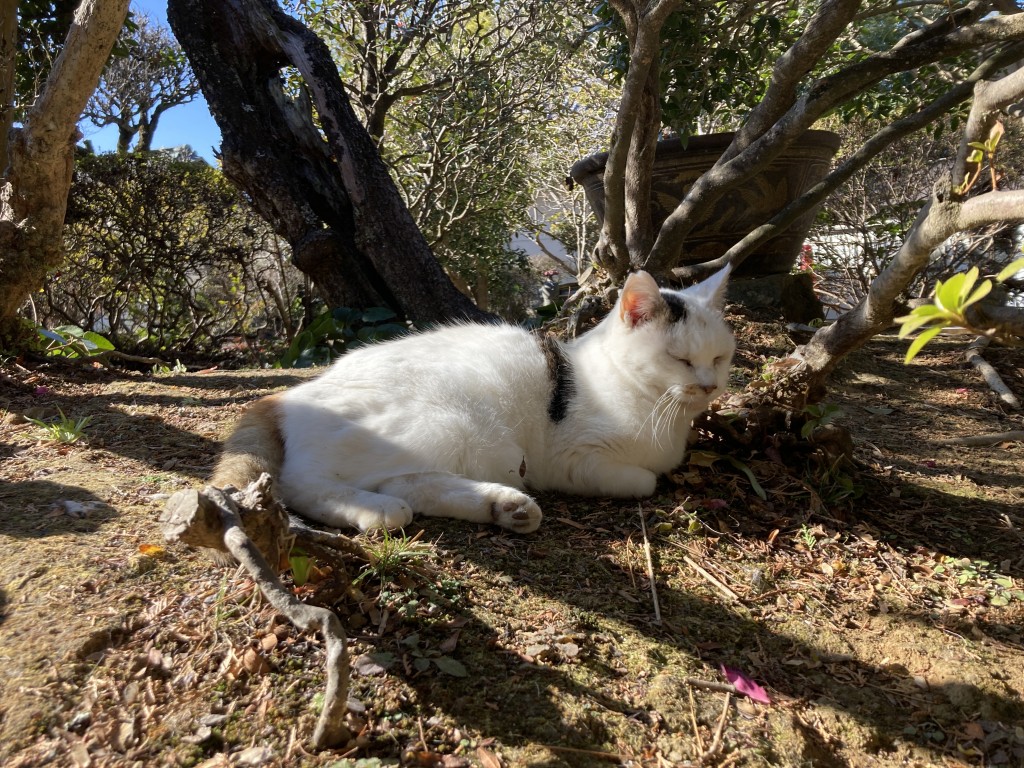 唐澤山神社　ニャンコ