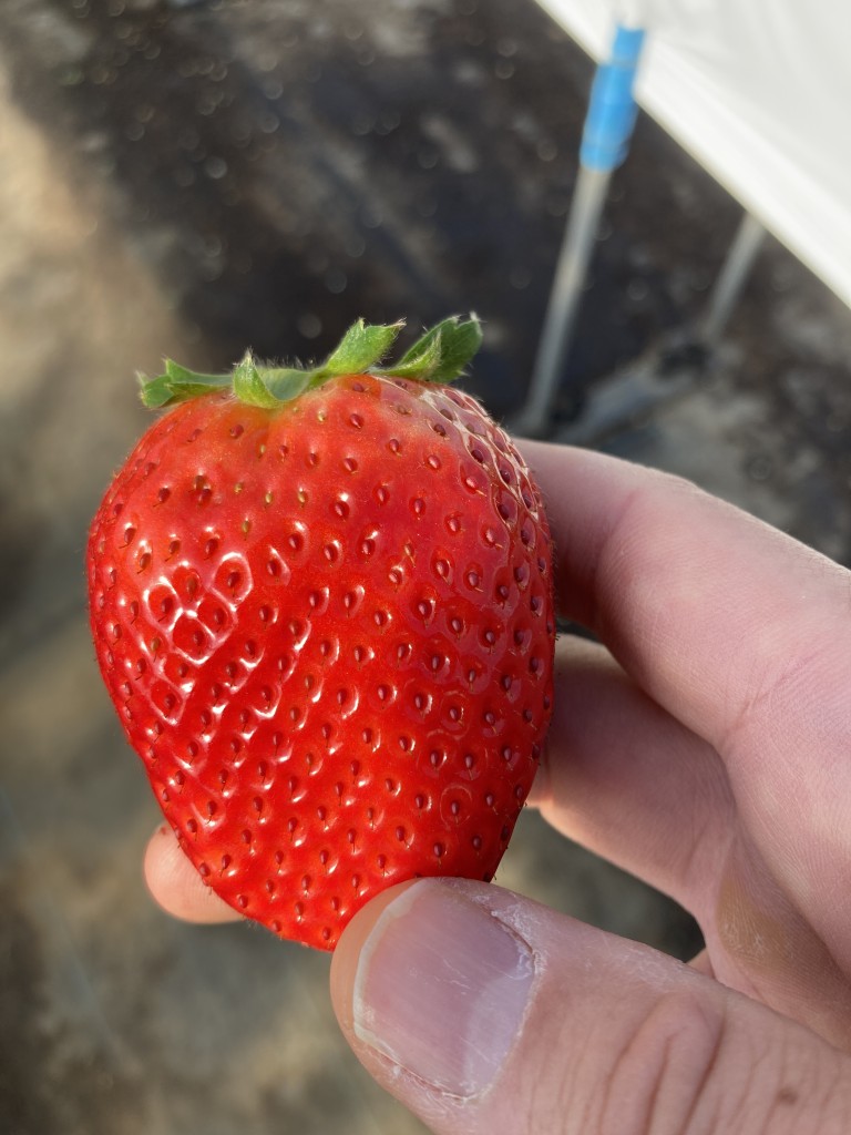 佐野観光農園アグリタウン　いちご狩り　スカイベリー